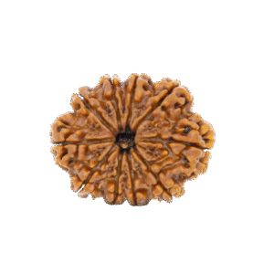 10 Mukhi Nepali Rudraksha Original Certified Bead for Protection & Peace