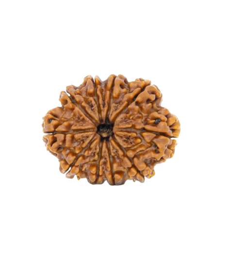 10 Mukhi Nepali Rudraksha Original Certified Bead for Protection & Peace