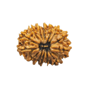 11 Mukhi Indonesian Rudraksha Original Certified Bead for Courage, Protection & Spiritual Power