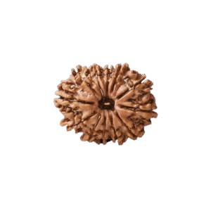 12 Mukhi Nepali Rudraksha Original Certified Bead for Leadership, Confidence & Solar Energy