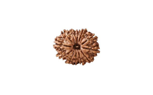 12 Mukhi Nepali Rudraksha Original Certified Bead for Leadership, Confidence & Solar Energy
