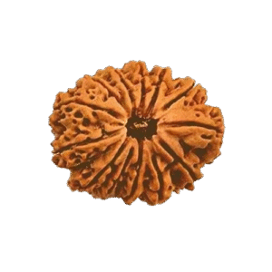 13 Mukhi Nepali Rudraksha Original Certified Bead for Attraction, Success & Spiritual Growth