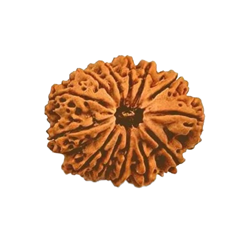 13 Mukhi Nepali Rudraksha Original Certified Bead for Attraction, Success & Spiritual Growth