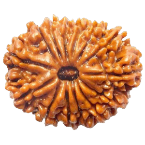14 Mukhi Nepali Rudraksha Original Certified Divine Bead for Protection & Intuition