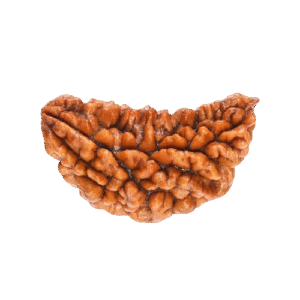 1 Mukhi Kaju Rudraksha Original Certified Bead for Spiritual Growth & Inner Peace