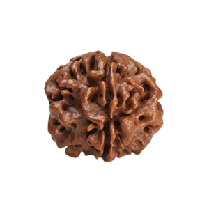 1 Mukhi Rudraksha for Spiritual Growth & Inner Peace