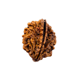 2 Mukhi Nepali Rudraksha Original Certified Bead for Harmony, Relationships & Emotional Balance