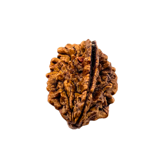 2 Mukhi Nepali Rudraksha Original Certified Bead for Harmony, Relationships & Emotional Balance