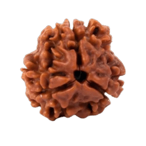 3 Mukhi Indonesian Rudraksha Original Certified Bead for Confidence & Emotional Healing
