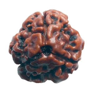 3 Mukhi Nepali Rudraksha Original Certified Bead for Confidence & Positive Energy