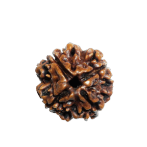 4 Mukhi Nepali Rudraksha