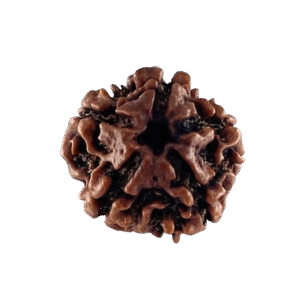 5 Mukhi Nepali Rudraksha Original Certified Bead for Peace, Health & Spiritual Growth