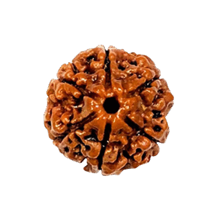 6 Mukhi Nepali Rudraksha Original Certified Bead for Confidence, Focus & Strength