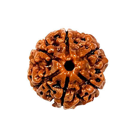 6 Mukhi Nepali Rudraksha Original Certified Bead for Confidence, Focus & Strength
