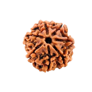 7 Mukhi Nepali Rudraksha Original Certified Bead for Wealth, Prosperity & Positivity