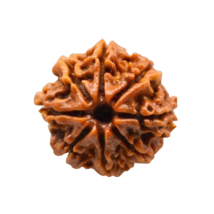 8 Mukhi Nepali Rudraksha Original Certified Bead for Success, Wisdom & Obstacle Removal