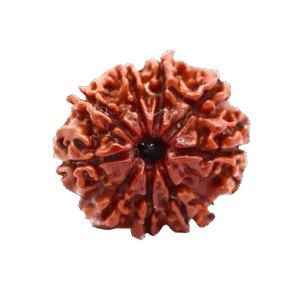 9 Mukhi Nepali Rudraksha Original Certified Bead for Power, Protection & Confidence