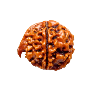 Ganesh Rudraksha