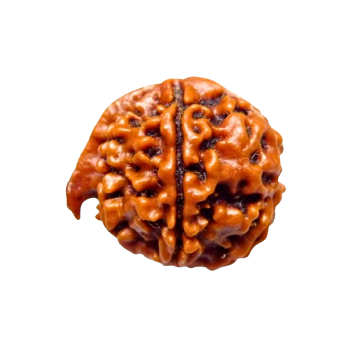 Ganesh Rudraksha