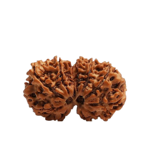 Gauri Shankar Rudraksha