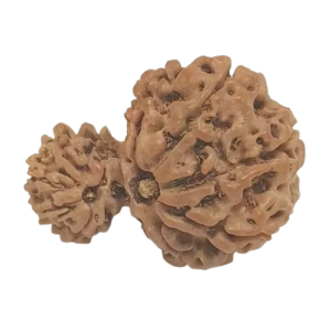 Gauri Ganesh Rudraksha